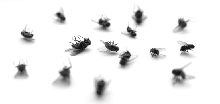 Many several dead flies on white paper with legs in the air